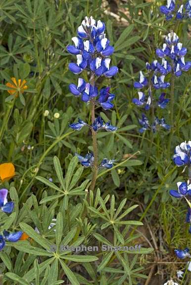 lupinus bicolor 1 graphic